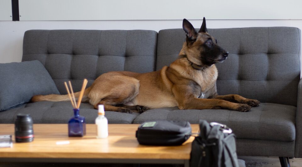 ソファに座る犬